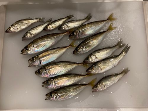 アジの釣果