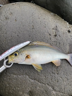 イサキの釣果