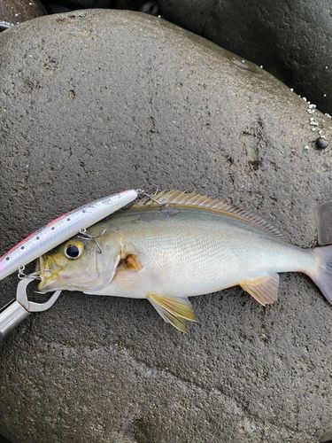 イサキの釣果