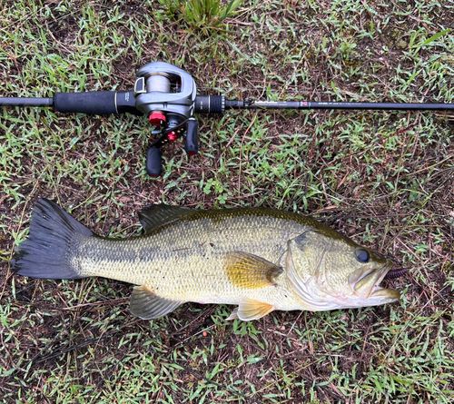 ブラックバスの釣果