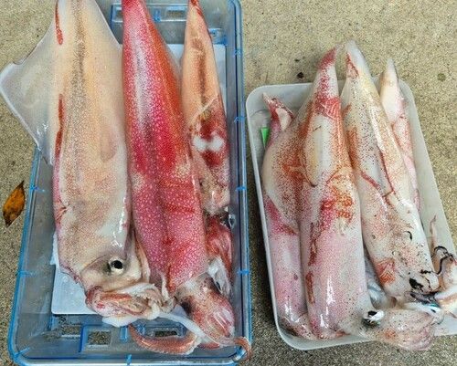 アカイカの釣果