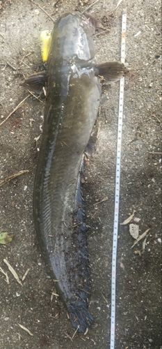 ナマズの釣果