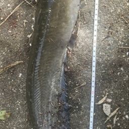 ナマズ