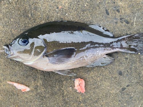 メジナの釣果