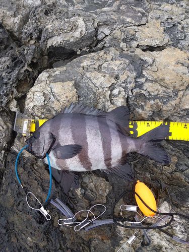 イシダイの釣果
