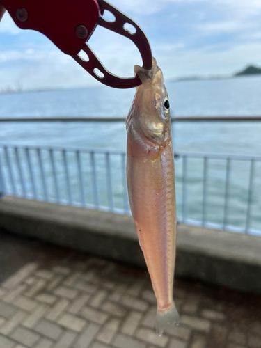 キスの釣果