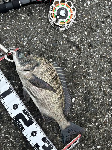 クロダイの釣果