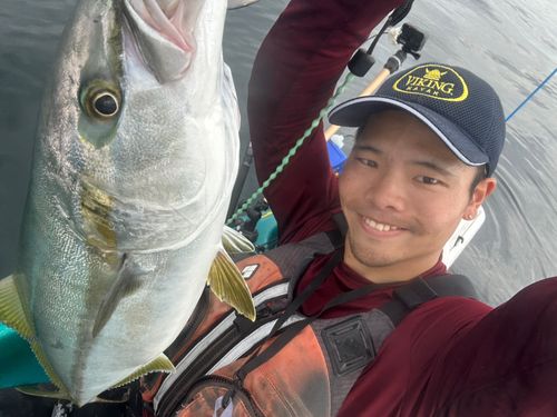 ヒラマサの釣果