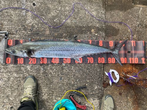 サワラの釣果