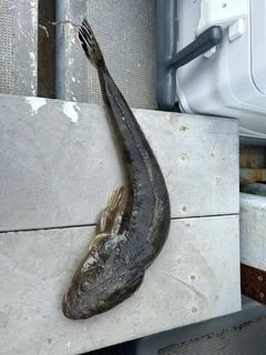 マゴチの釣果