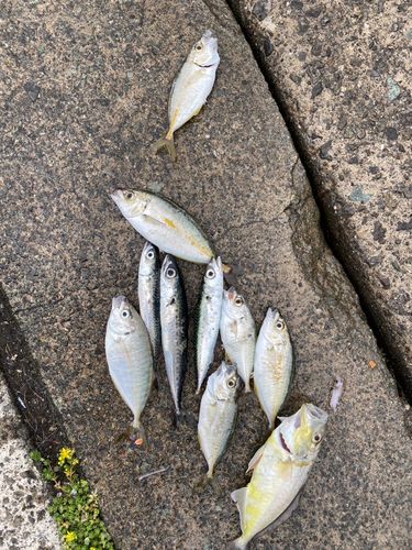 サバの釣果