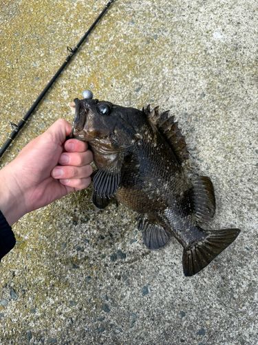 ソイの釣果