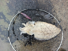 モンゴウイカの釣果