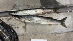 アカカマスの釣果