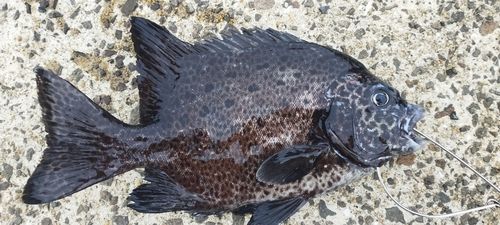 イシガキダイの釣果