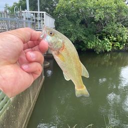 ブラックバス