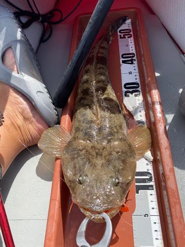 マゴチの釣果