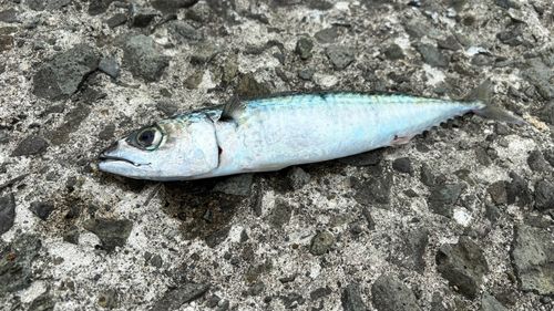 サバの釣果