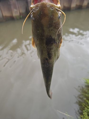 ナマズの釣果