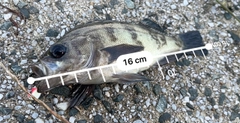 メバルの釣果