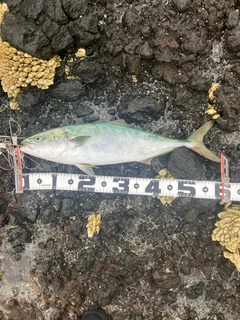 ワラサの釣果