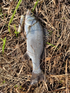 セイゴ（ヒラスズキ）の釣果