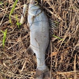 セイゴ（ヒラスズキ）