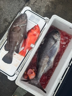 マハタの釣果
