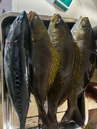 イサキの釣果