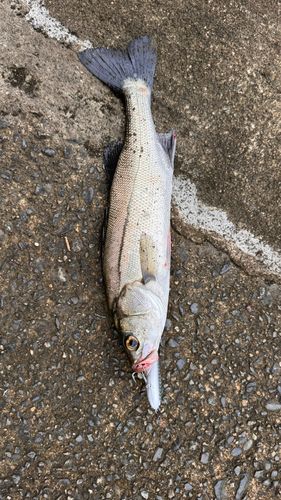 フッコ（マルスズキ）の釣果