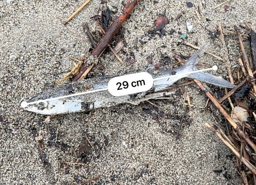 トビウオの釣果