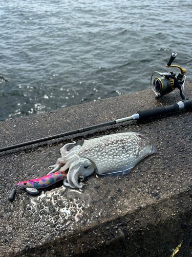 シリヤケイカの釣果