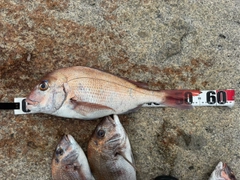 タイの釣果