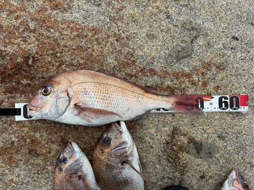 タイの釣果