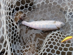 ヤマメの釣果