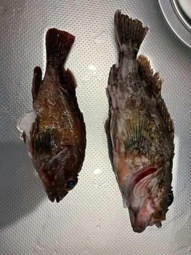 カサゴの釣果