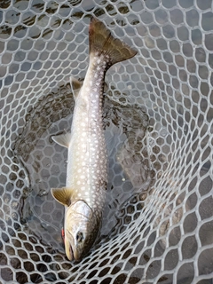 アメマスの釣果