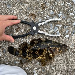 タケノコメバル