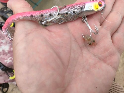コウイカの釣果