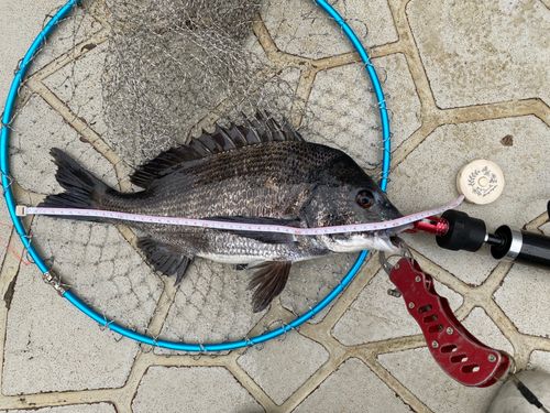 クロダイの釣果