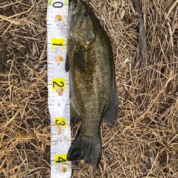 スモールマウスバス