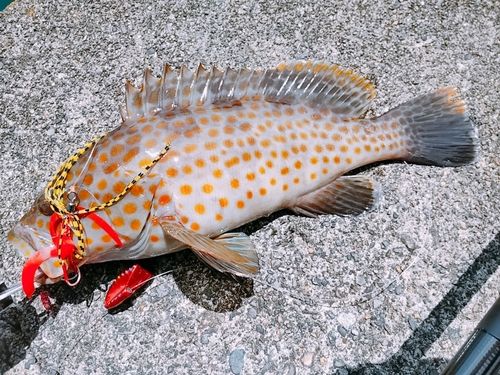 キテンハタの釣果