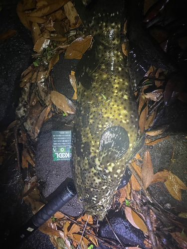チャイロマルハタの釣果