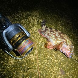 カサゴ