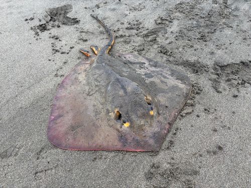 アカエイ