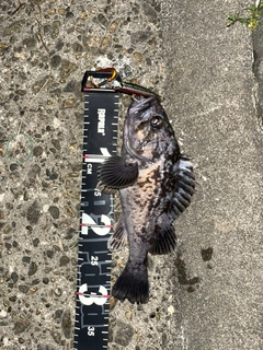 クロソイの釣果
