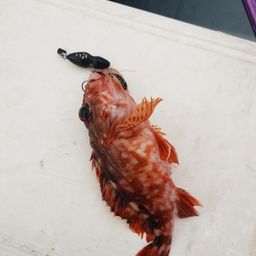 カサゴ
