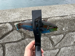 ニシキベラの釣果