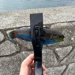 ニシキベラ