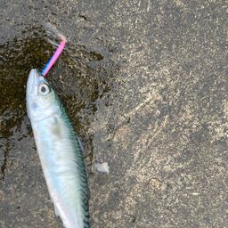 サバ